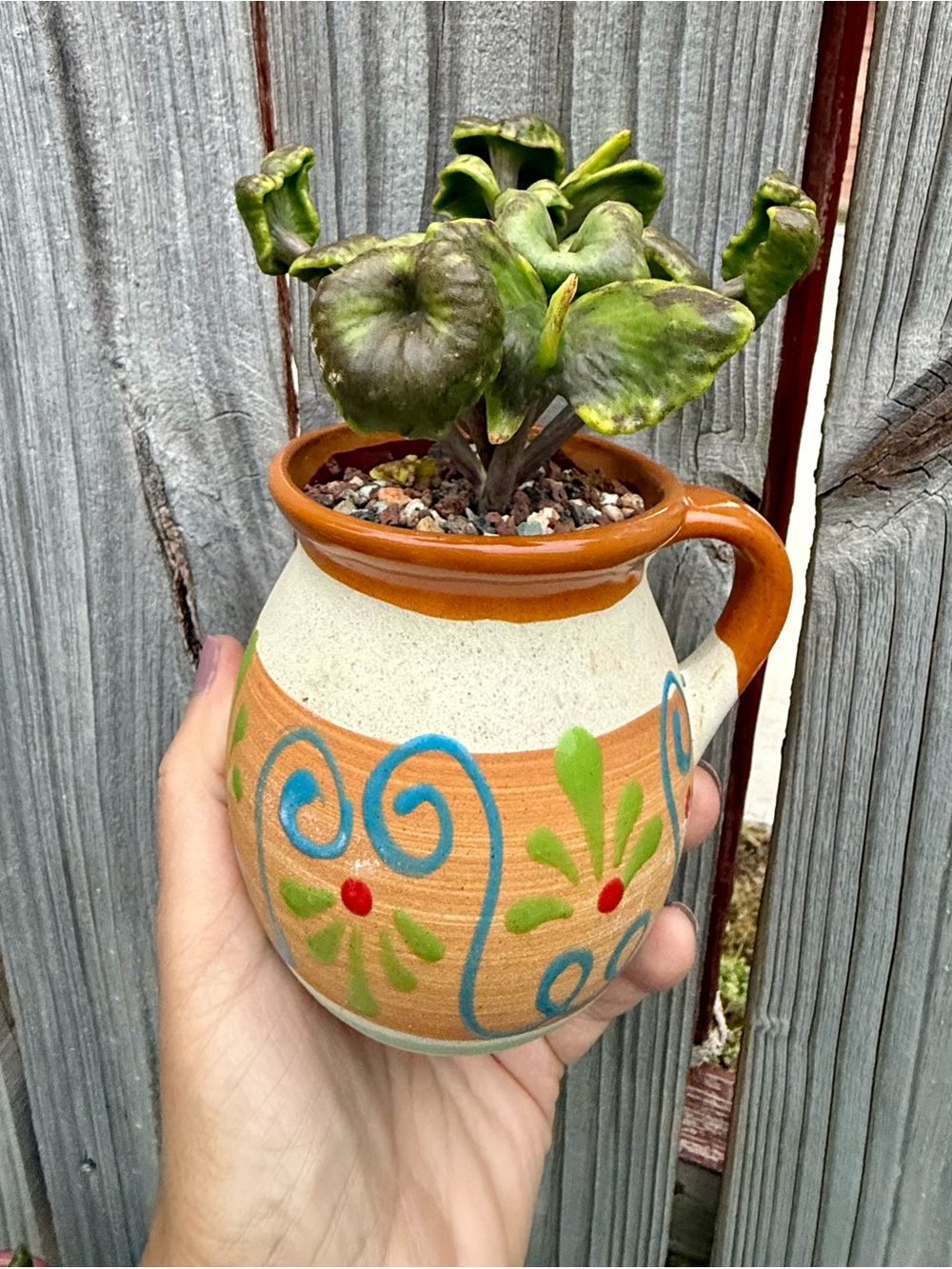 Extremely Rare & Exotic Live Succulent Plant in pot “Kalanchoe Angel Trumpet”